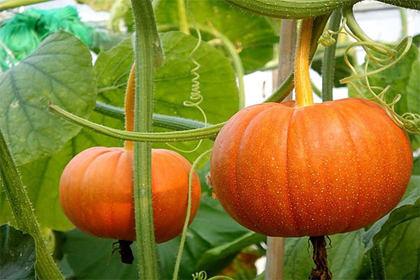 El mejor rastreador de temperatura en tiempo real para transportar calabazas en verano