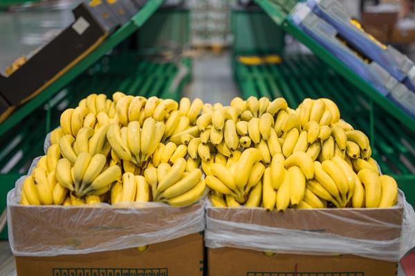 Logger de datos de temperatura de uso único asegura la calidad de las frutas
