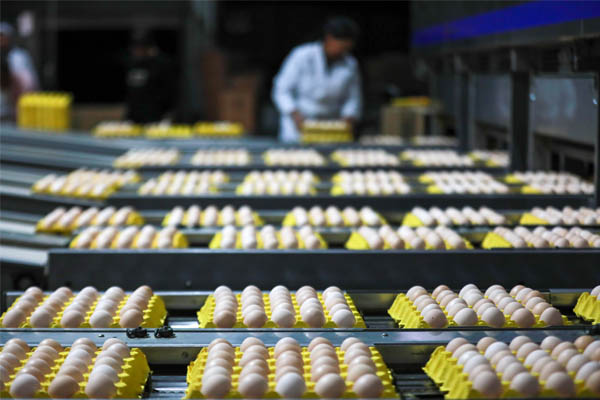 El rastreador de temperatura en tiempo real 4G es un dispositivo clave para el transporte de huevos