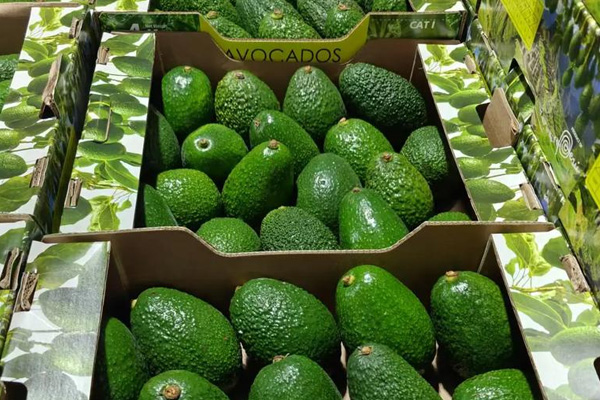 Registrador de temperatura desechable para proteger la calidad del transporte de aguacate Registrador de temperatura desechable para proteger la calidad del transporte de aguacate